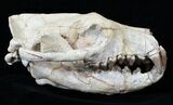 Hyaenodon Skull - White River Formation #15788-3